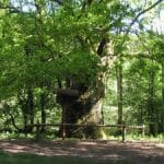 rp_Bory-Tucholskie-wakacje-z-dzieckiem-5-300×225.jpg